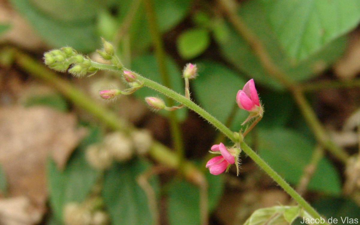 Pseudarthria viscida (L.) Wight & Arn.